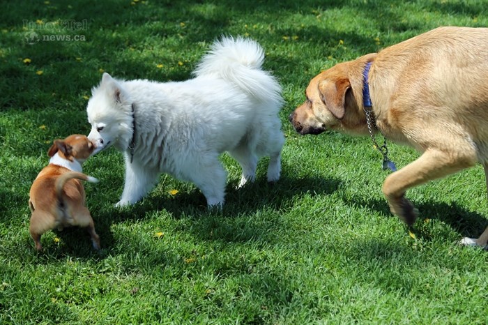 Pet food banks scramble to meet increasing need in Kamloops, Okanagan | iNFOnews.ca Pet food banks scramble to meet increasing need in Kamloops, Okanagan | iNFOnews.ca