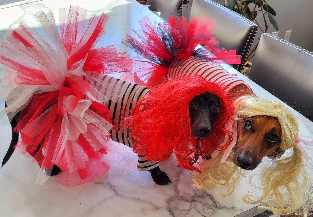 iN PHOTOS: Kelowna wiener dogs add cuteness to Valentine’s Day | iNFOnews.ca iN PHOTOS: Kelowna wiener dogs add cuteness to Valentine’s Day | iNFOnews.ca