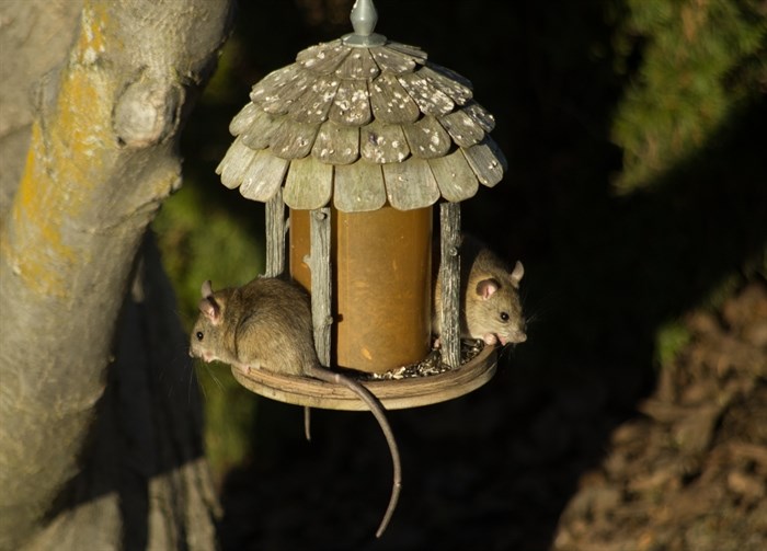 iN PHOTOS: Entertaining wildlife captures in Kamloops, Okanagan | iNFOnews.ca