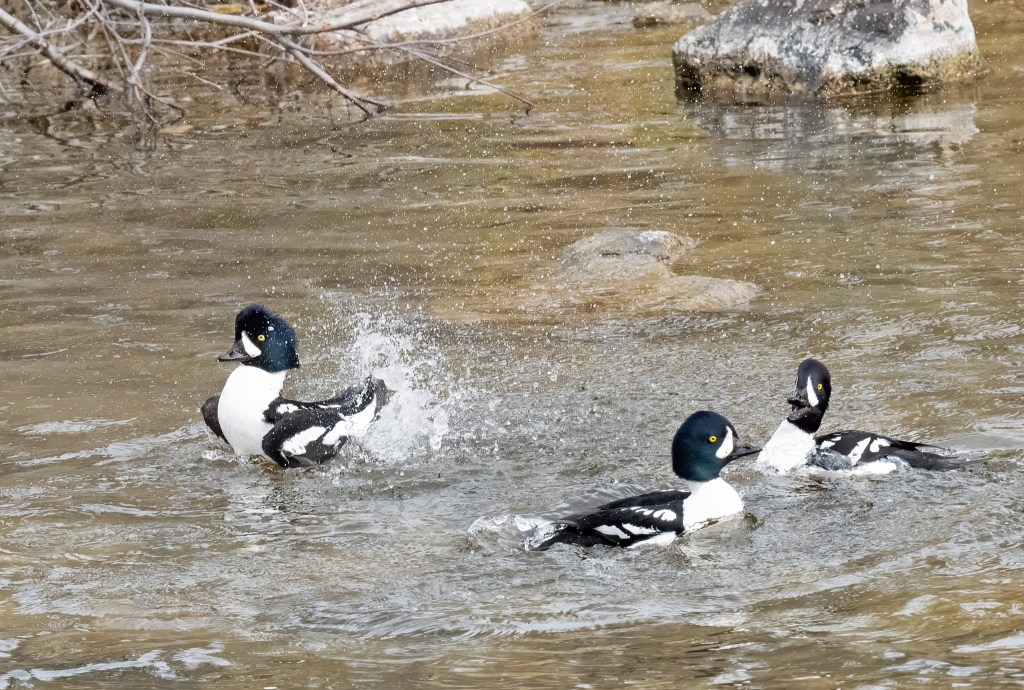iN PHOTOS: Entertaining wildlife captures in Kamloops, Okanagan | iNFOnews.ca
