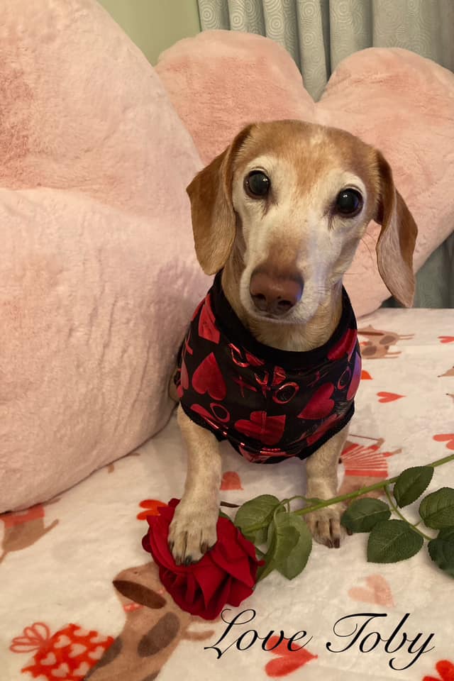 iN PHOTOS: Kelowna wiener dogs add cuteness to Valentine’s Day | iNFOnews.ca iN PHOTOS: Kelowna wiener dogs add cuteness to Valentine’s Day | iNFOnews.ca