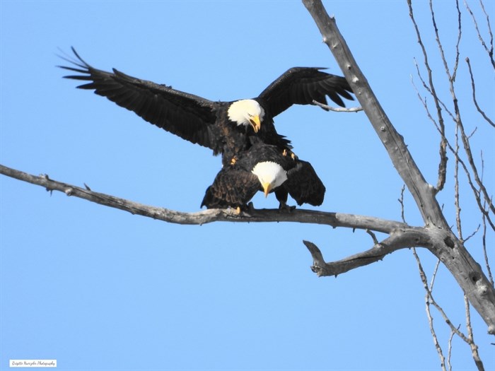 iN PHOTOS: Eagles fight for food, territory in Kamloops, Okanagan | iNFOnews.ca