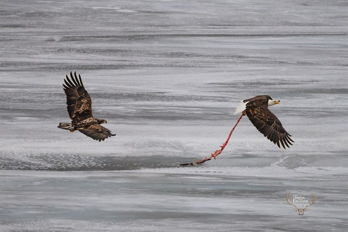 iN PHOTOS: Eagles fight for food, territory in Kamloops, Okanagan | iNFOnews.ca