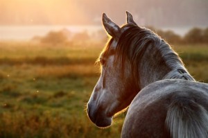 A picture of a horse at sunset.