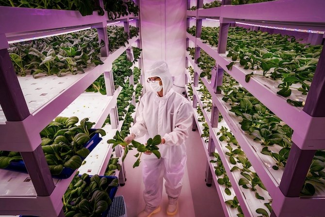 A picture of someone in a hazmat suit in an indoor vertical garden.