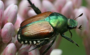 A green and brown beetle on a flower.