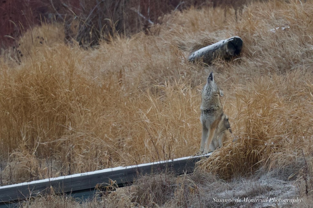 iN PHOTOS: Entertaining wildlife captures in Kamloops, Okanagan | iNFOnews.ca iN PHOTOS: Entertaining wildlife captures in Kamloops, Okanagan | iNFOnews.ca