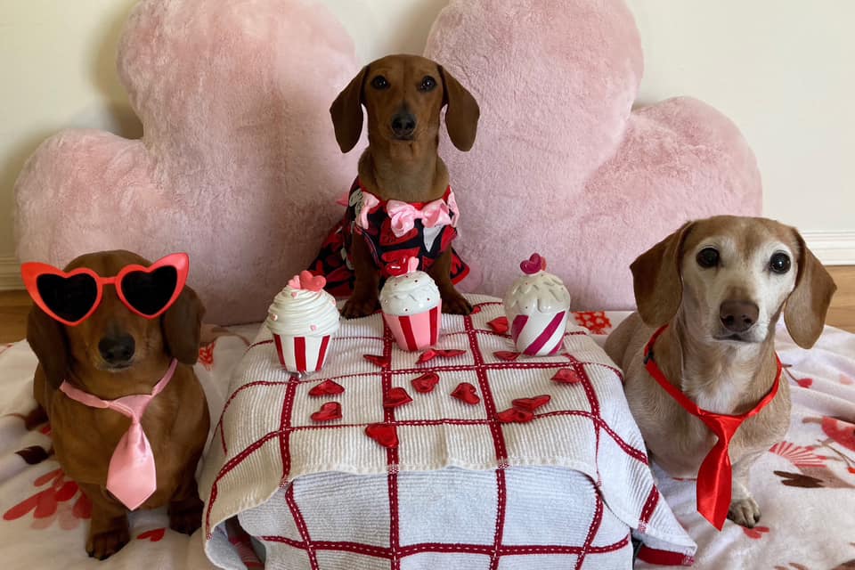 iN PHOTOS: Kelowna wiener dogs add cuteness to Valentine’s Day | iNFOnews.ca iN PHOTOS: Kelowna wiener dogs add cuteness to Valentine’s Day | iNFOnews.ca