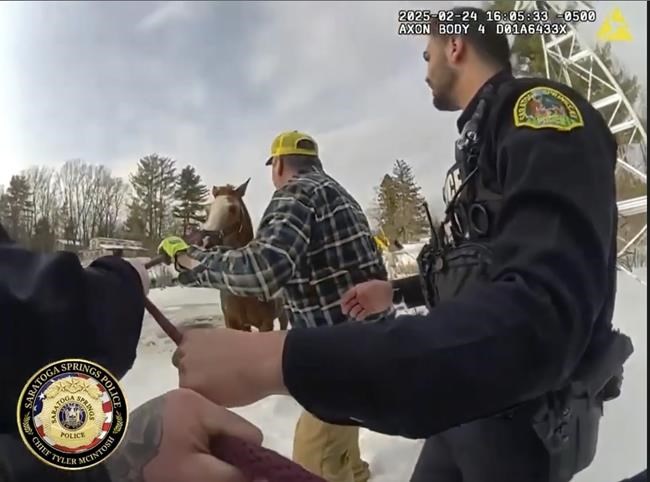 Dramatic rescue saves horse from icy pond in New York | iNFOnews.ca