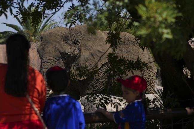 Mexico's Supreme Court orders a zoo to improve conditions for Ely the elephant | iNFOnews.ca