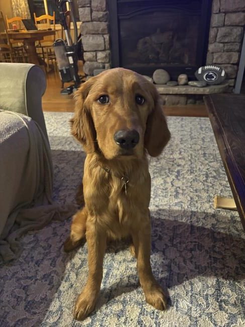 Hiker rescues pup from abandoned coal pit after frigid weeklong search in Pennsylvania | iNFOnews.ca