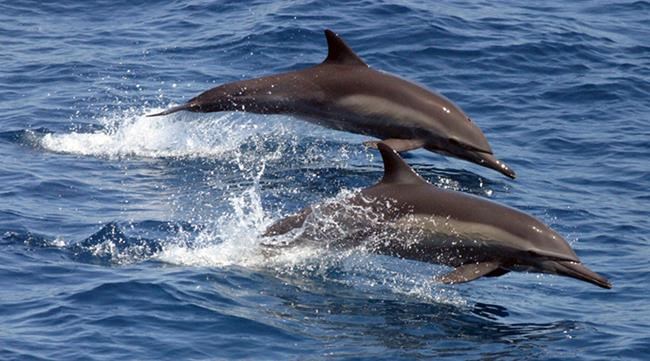 B.C. man in close encounter with dolphin pod while shooting video with watercraft | iNFOnews.ca B.C. man in close encounter with dolphin pod while shooting video with watercraft | iNFOnews.ca