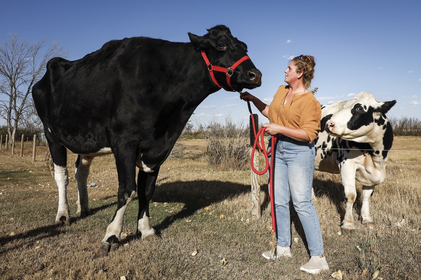 An Alberta farm is home to Beef, the world's tallest steer | iNFOnews.ca An Alberta farm is home to Beef, the world's tallest steer | iNFOnews.ca