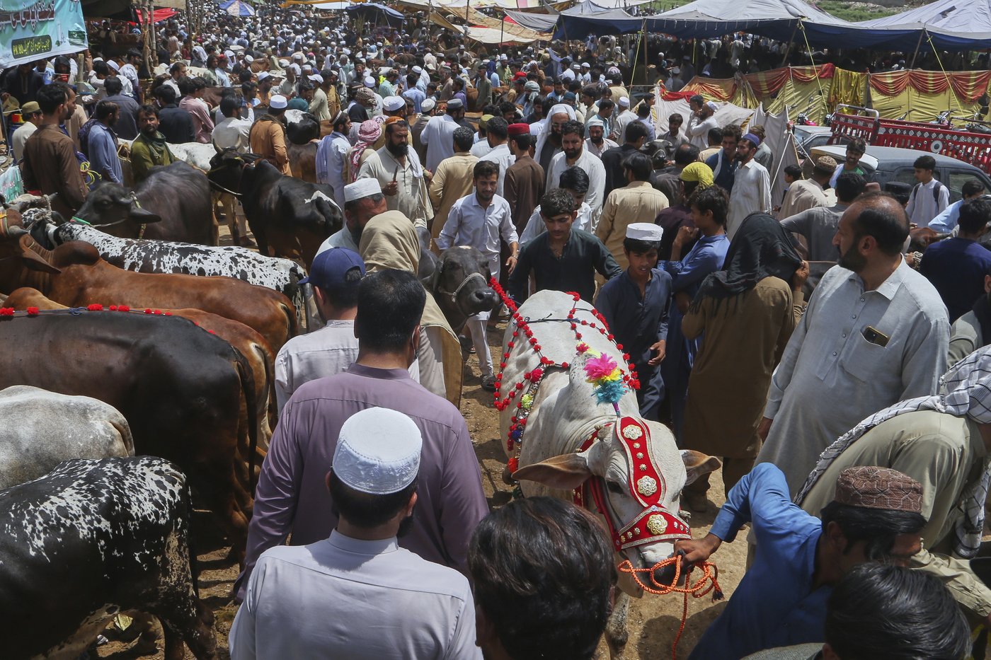 PHOTO COLLECTION: Eid al-Adha | iNFOnews.ca
