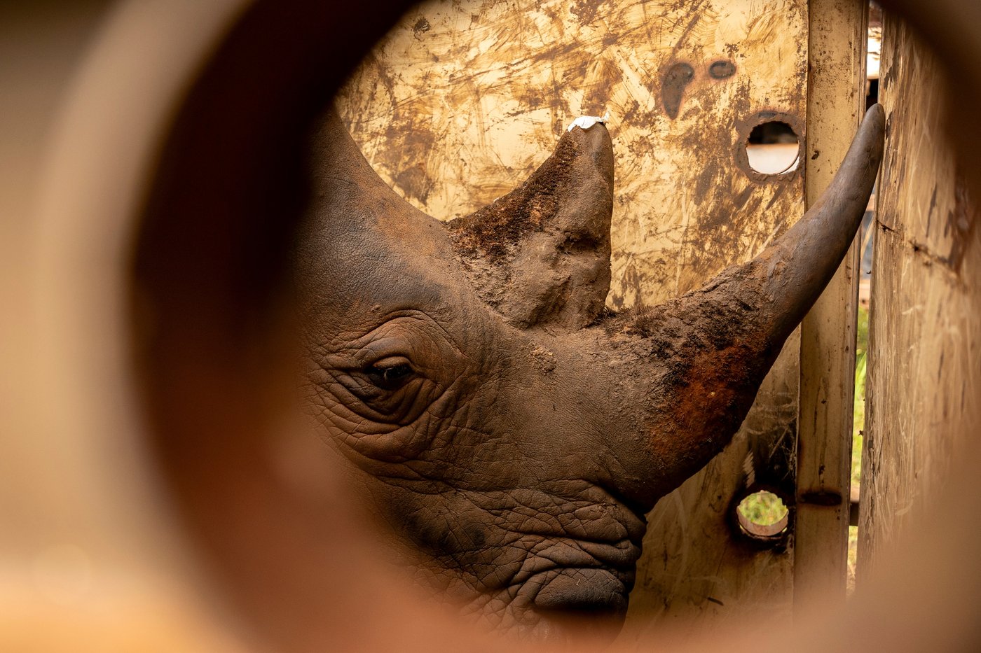 Uganda reintroduces rhinos into a protected area where they have been extinct since 1983 | iNFOnews.ca