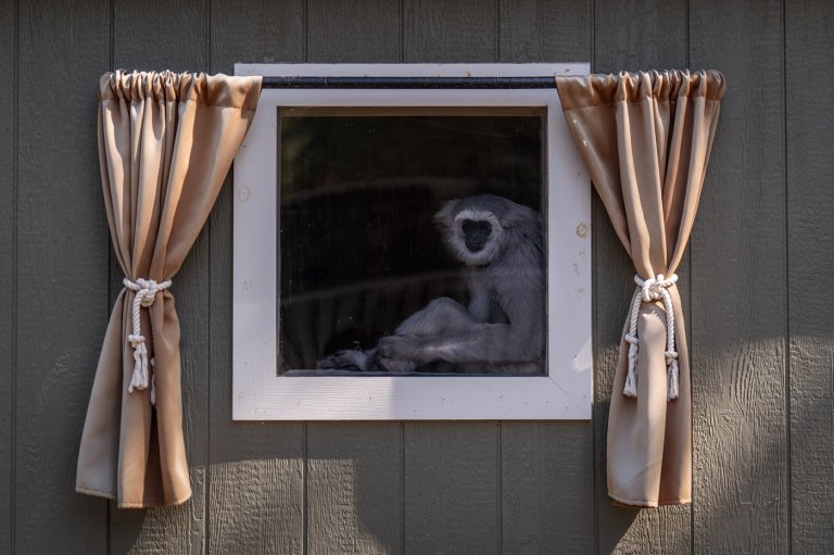 A haven for endangered gibbons, in photos | iNFOnews.ca