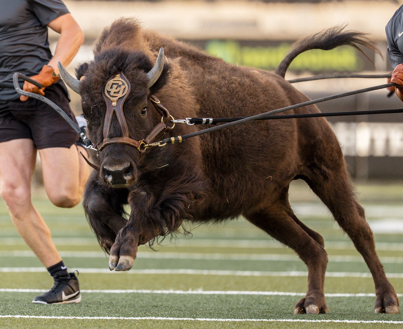 Colorado to debut new live buffalo mascot against Wyoming | iNFOnews.ca Colorado to debut new live buffalo mascot against Wyoming | iNFOnews.ca