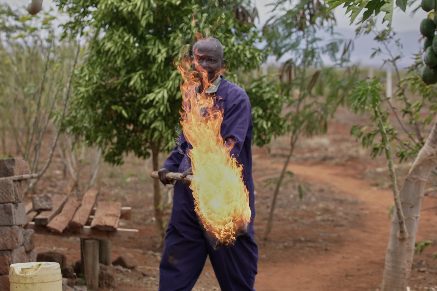 Kenyan farmers use bees and sesame to keep away marauding elephants | iNFOnews.ca Kenyan farmers use bees and sesame to keep away marauding elephants | iNFOnews.ca