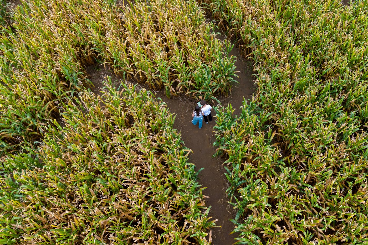 Aw shucks: Dolly Parton corn mazes crop up in fields nationwide | iNFOnews.ca Aw shucks: Dolly Parton corn mazes crop up in fields nationwide | iNFOnews.ca