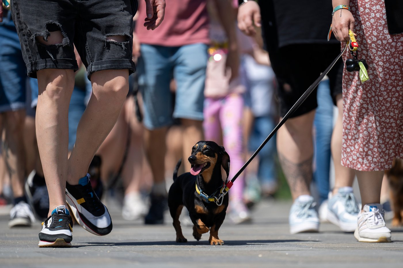 Wiener wonderland: Hundreds of dachshunds chase record in Hungary | iNFOnews.ca