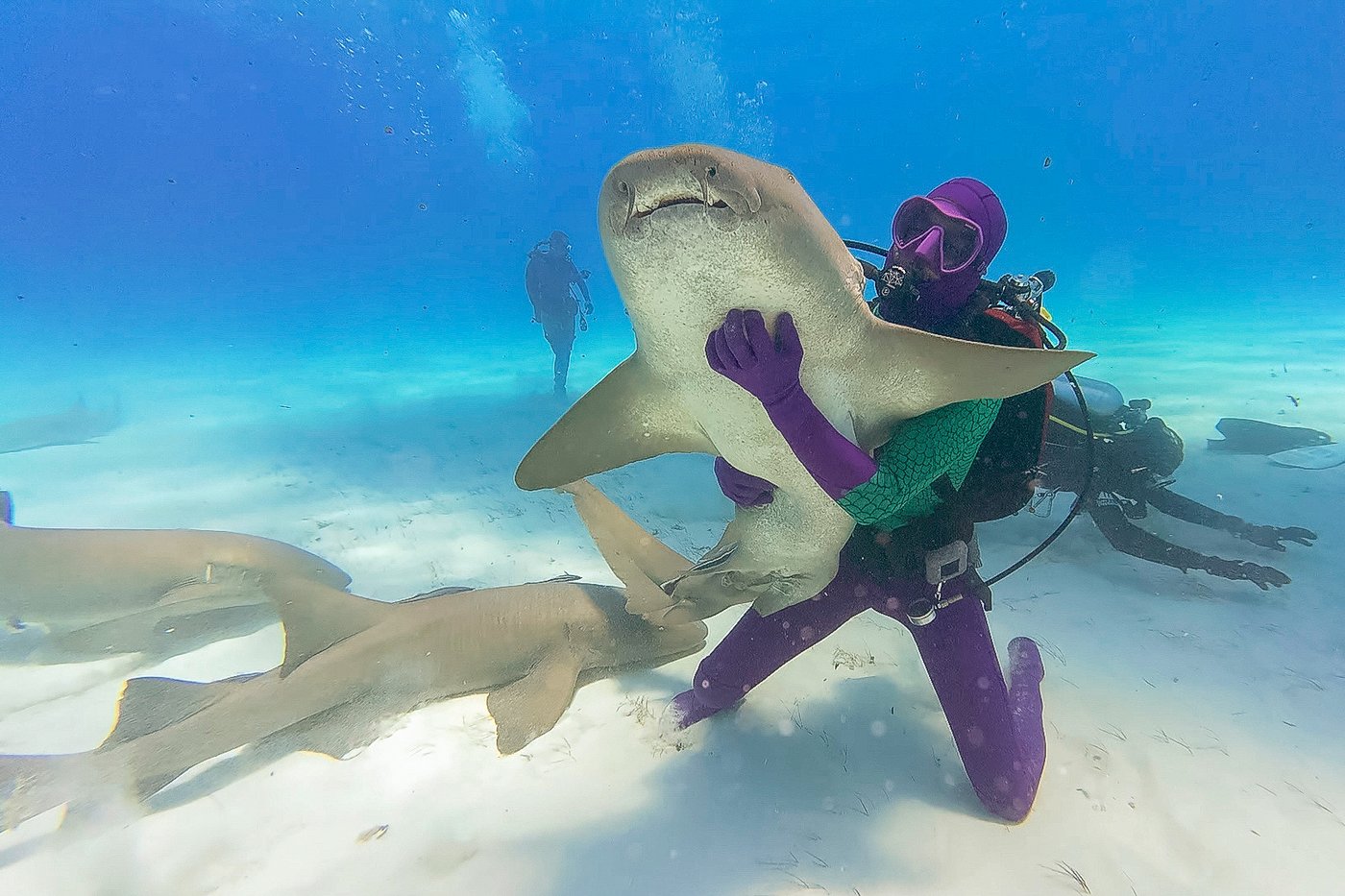 Discovery 'Shark Week' has breaching great whites, looks back at 'Jaws' and starts with some dancing | iNFOnews.ca