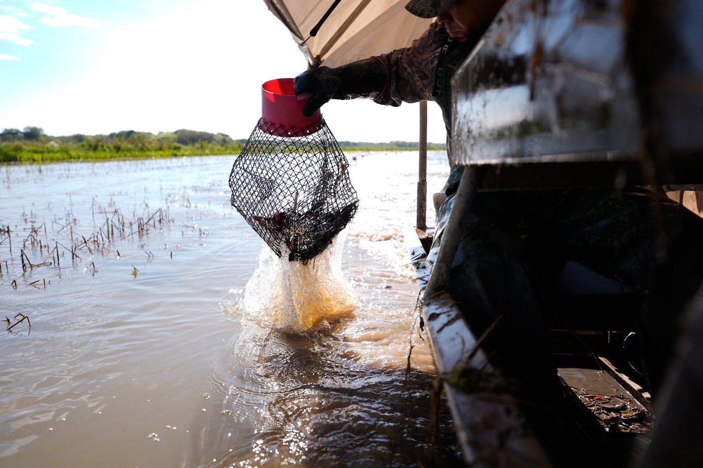 Photos shows the crawfish processing in Louisiana, an industry hit by a shortage of foreign workers | iNFOnews.ca Photos shows the crawfish processing in Louisiana, an industry hit by a shortage of foreign workers | iNFOnews.ca
