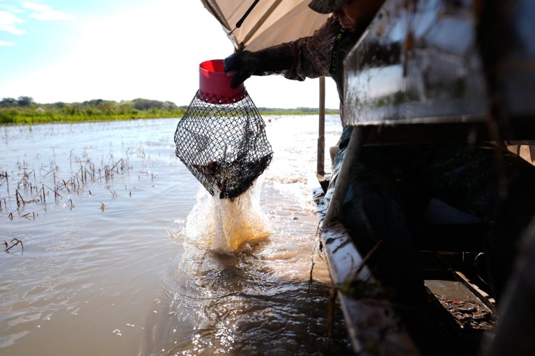 Photos shows the crawfish processing in Louisiana, an industry hit by a shortage of foreign workers | iNFOnews.ca