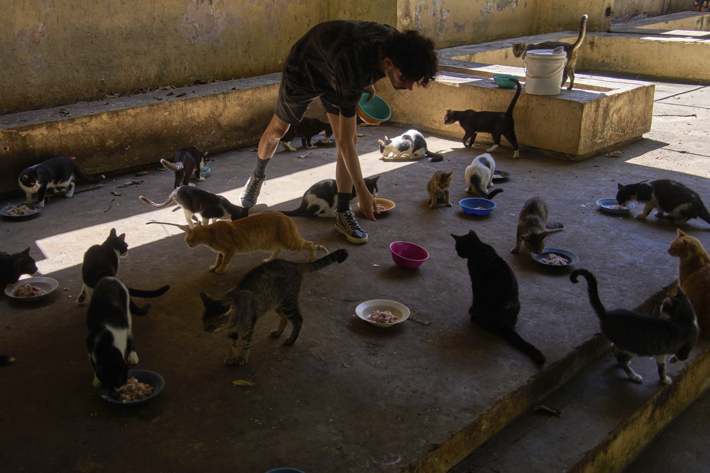 Cuban animal lovers struggle to feed stray cats and dogs as economic crisis bites | iNFOnews.ca