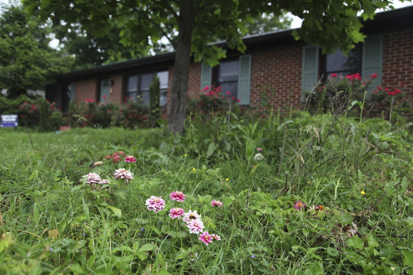 Bored with manicured lawns, some homeowners adopt No Mow May all year long | iNFOnews.ca