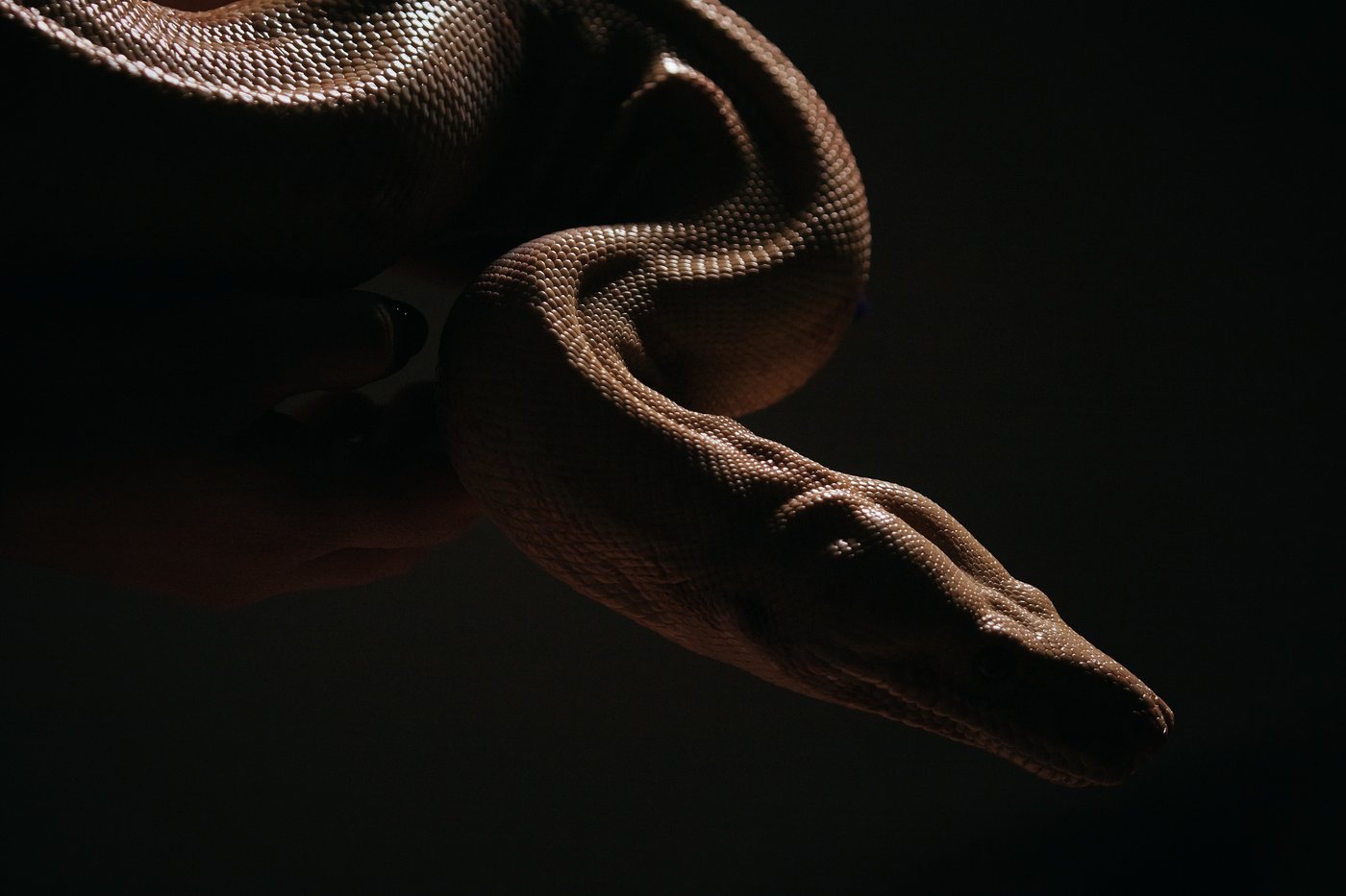 Photos show snakes auditioning for a role at New York’s Metropolitan Opera | iNFOnews.ca