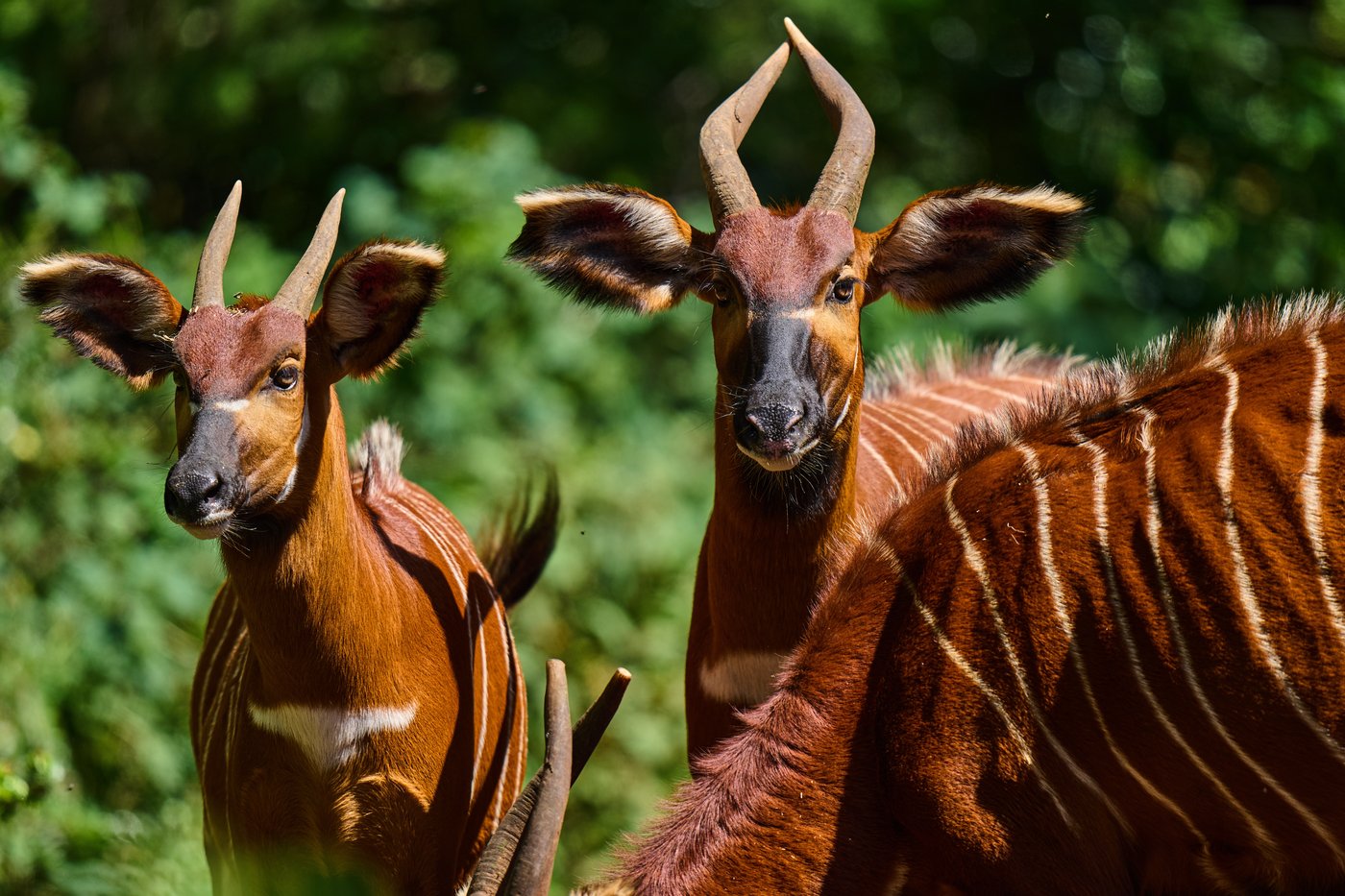 The ‘ghost of the forest’ makes a comeback in Kenya, in photos | iNFOnews.ca