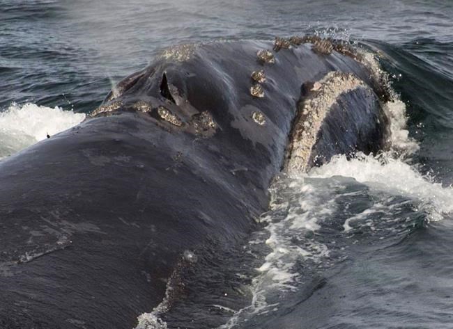 New study offers insight and recommendations to reduce right whale deaths | iNFOnews.ca New study offers insight and recommendations to reduce right whale deaths | iNFOnews.ca