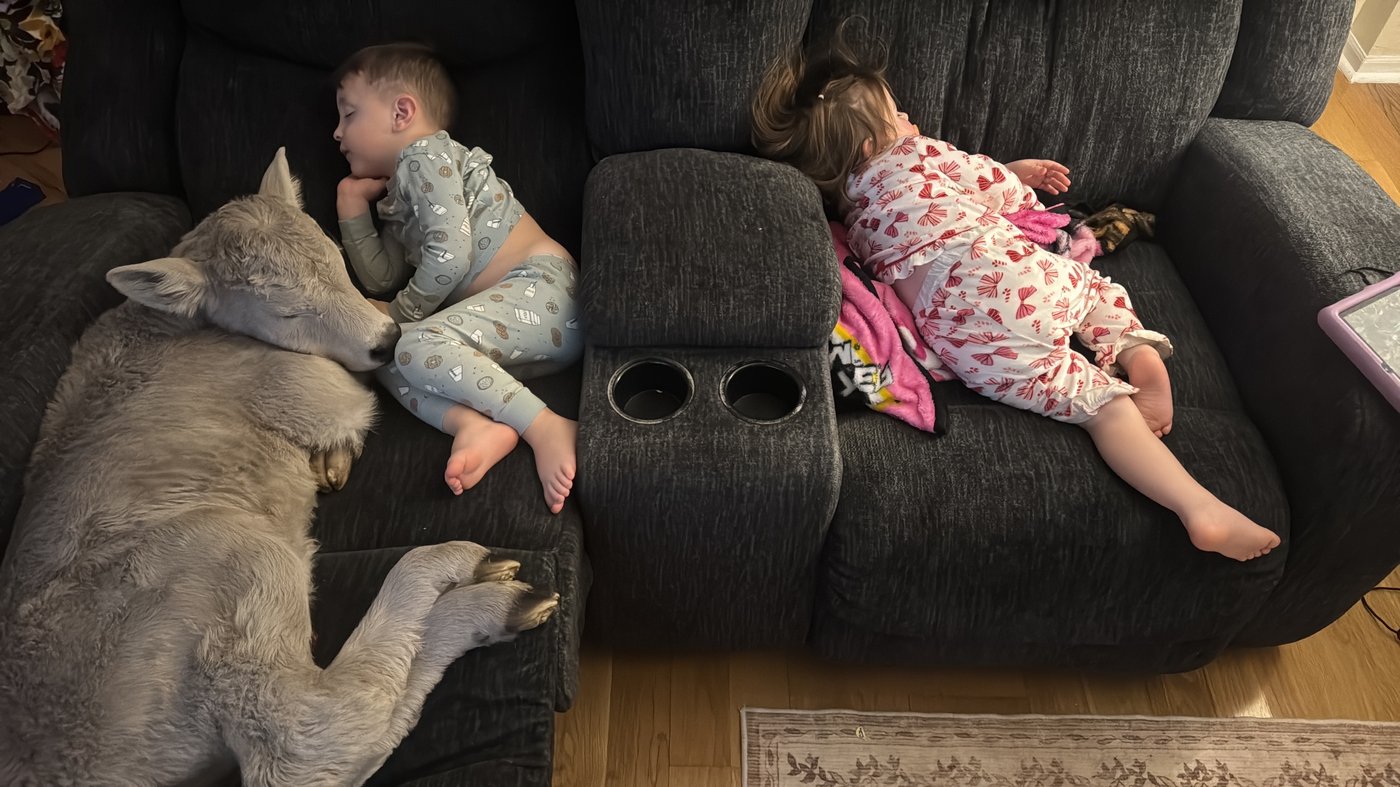 Newborn calf struggling in deep freeze brought indoors to curl up on couch | iNFOnews.ca