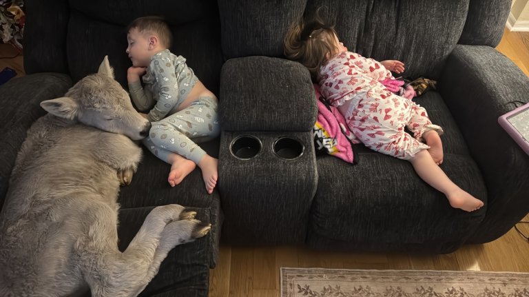 Family in Kentucky shelters struggling calf born amid extreme cold temperatures | iNFOnews.ca