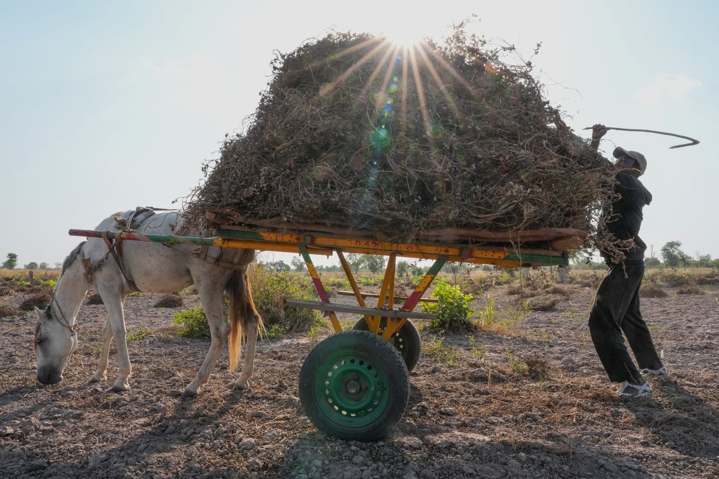Young Africans find hope in farming as urban life becomes too expensive | iNFOnews.ca