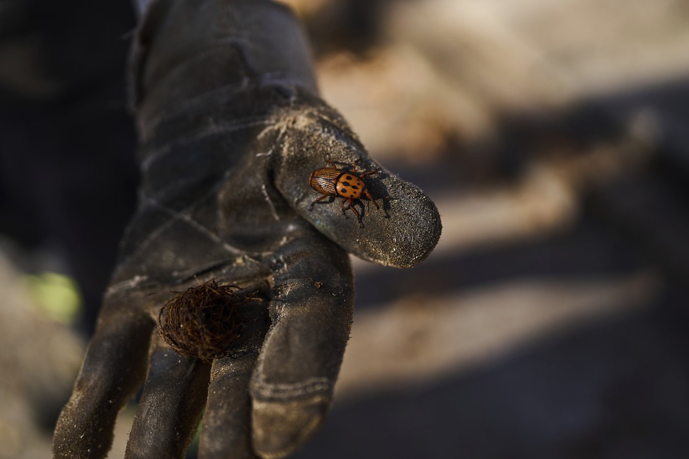 Uruguay confronts a powerful new threat to its palm trees: A tiny red bug | iNFOnews.ca Uruguay confronts a powerful new threat to its palm trees: A tiny red bug | iNFOnews.ca