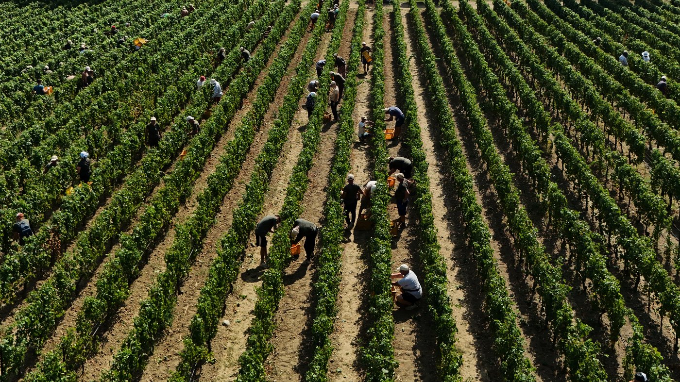 Photos show Italian winemakers harvesting grapes earlier due to extreme heat | iNwine