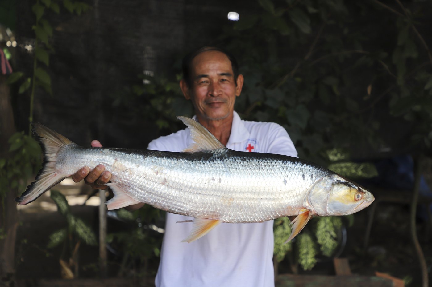Giant fish thought to be extinct is spotted in the Mekong River | iNFOnews.ca Giant fish thought to be extinct is spotted in the Mekong River | iNFOnews.ca