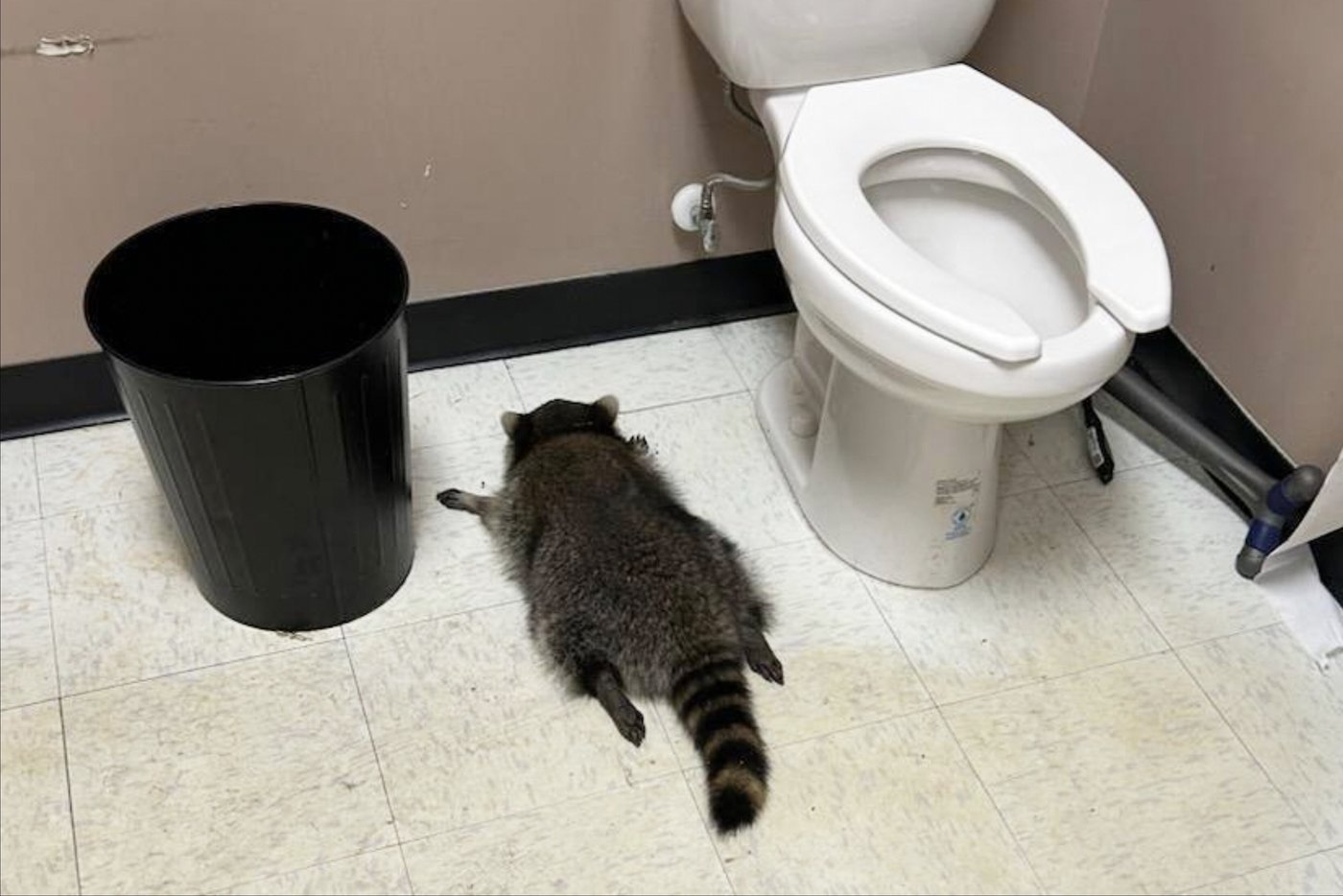 Raccoon goes on drunken rampage in Virginia liquor store and passes out on bathroom floor | iNFOnews.ca