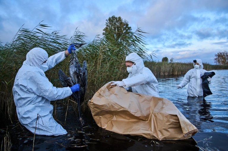 Bird flu hits migrating cranes hard in Germany as the virus flares up | iNFOnews.ca Bird flu hits migrating cranes hard in Germany as the virus flares up | iNFOnews.ca