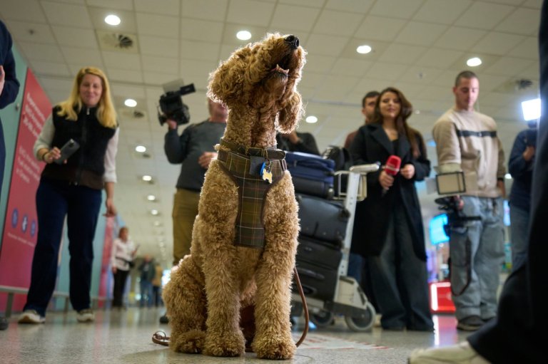 Greece launches an animal airlift to evacuate pets and their owners from the Mideast | iNFOnews.ca