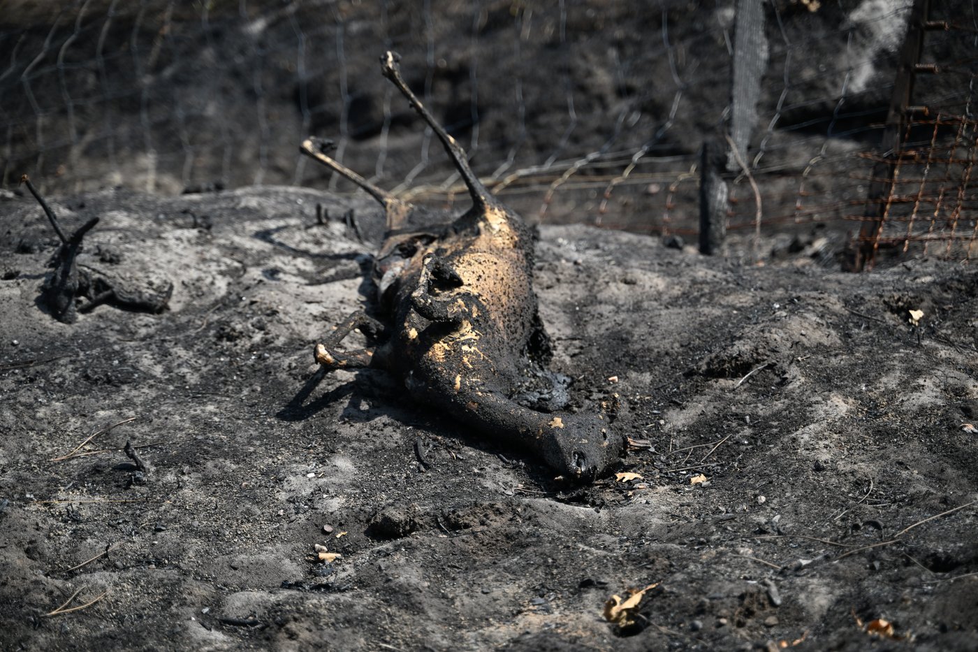 Europe battles fast-moving wildfires sweeping across Spain and France, in photos | iNFOnews.ca