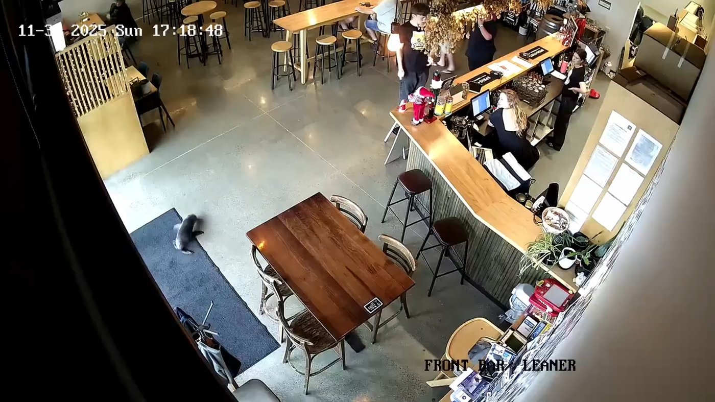 A seal galumphs into a bar. The bartender says 'Grab the salmon!' | iNFOnews.ca