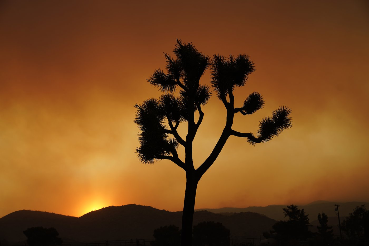 Joshua trees are in peril. California has a plan to save them | iNFOnews.ca