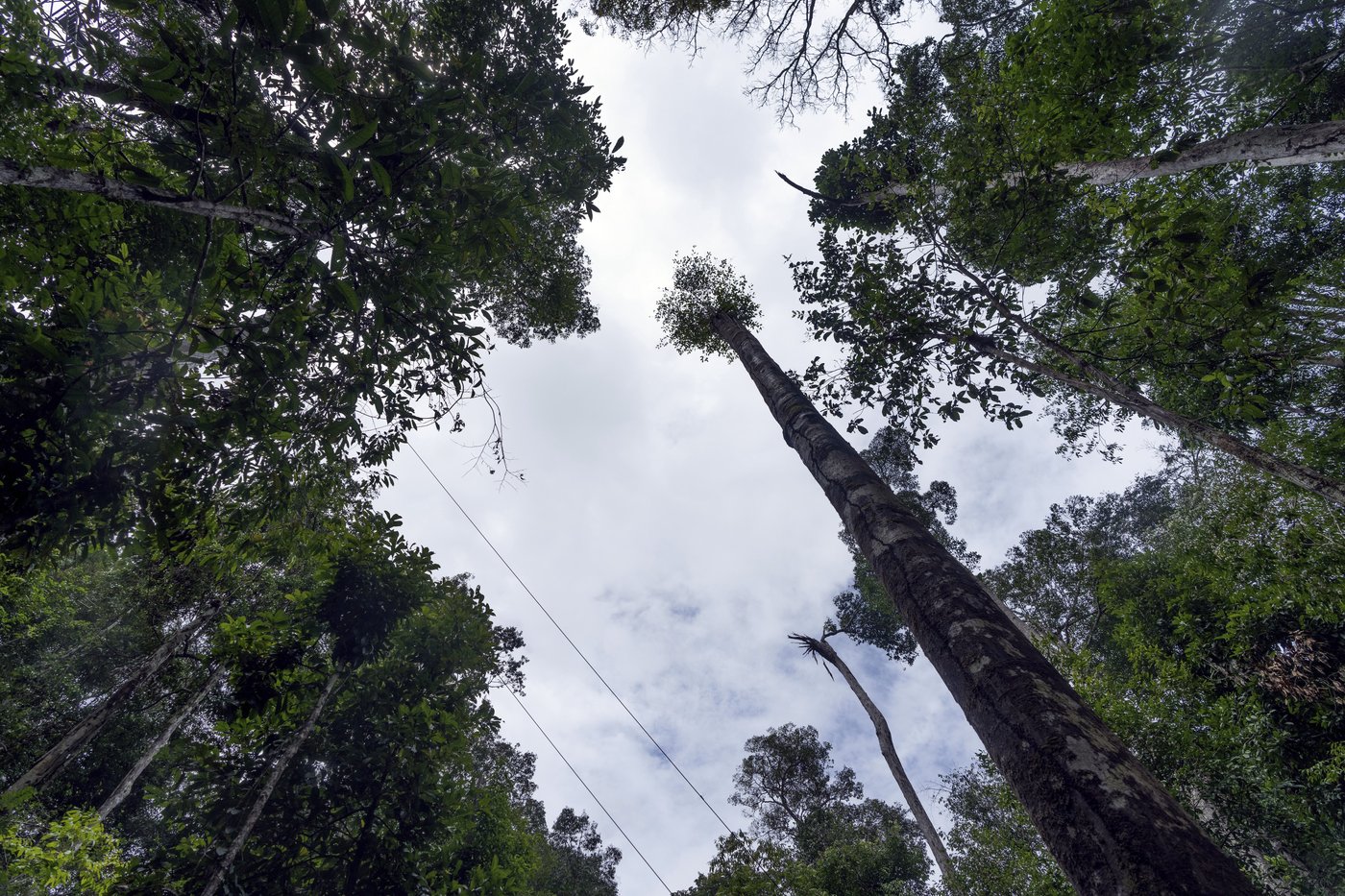 What would happen if the Amazon rainforest dried out? This decades-long experiment has some answers | iNFOnews.ca