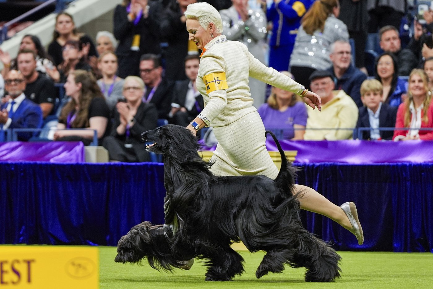 Dog Show 101: What's what at the Westminster Kennel Club | iNFOnews.ca