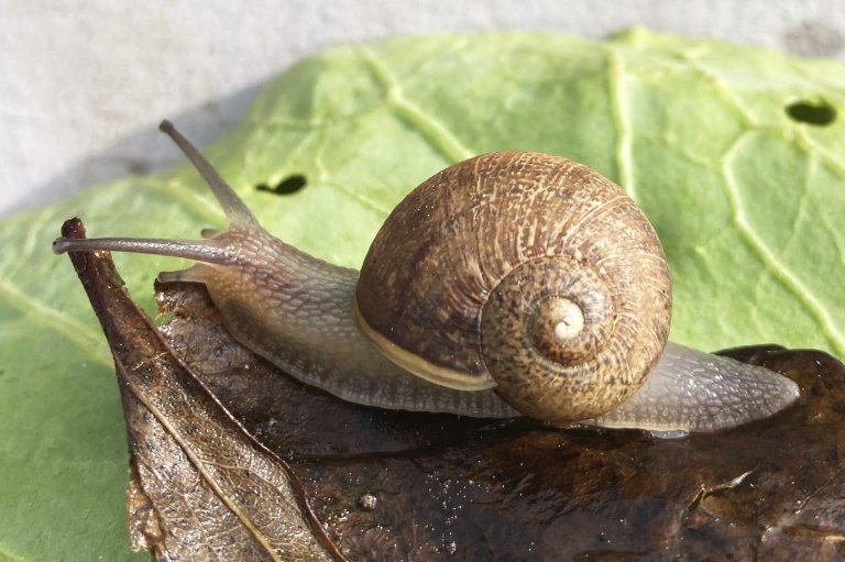Ned the snail has looks, patience and absolutely no luck in love | iNFOnews.ca