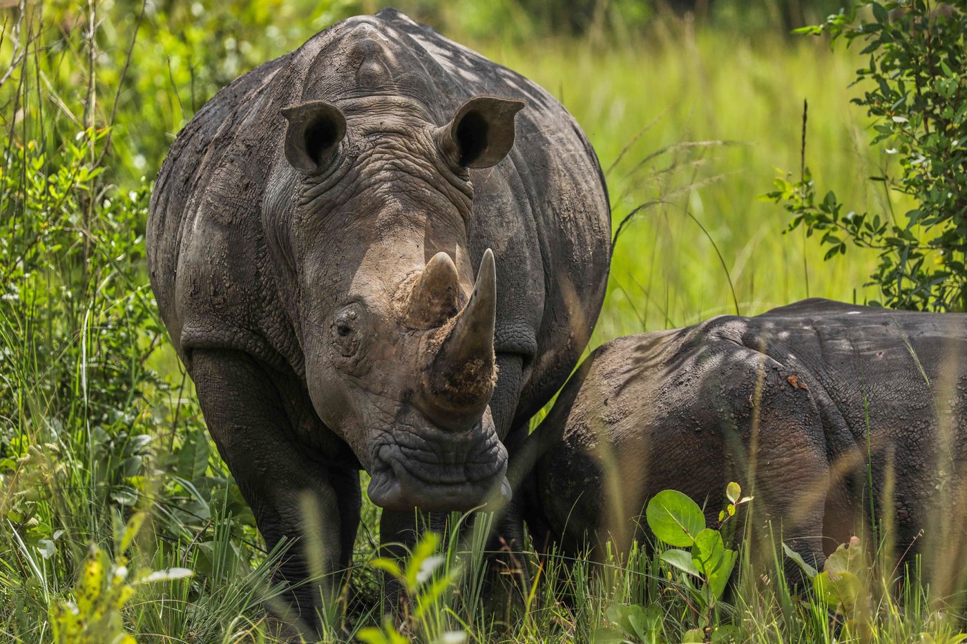 On World Rhino Day, South Africa marks progress but still loses a rhino daily to poachers | iNFOnews.ca