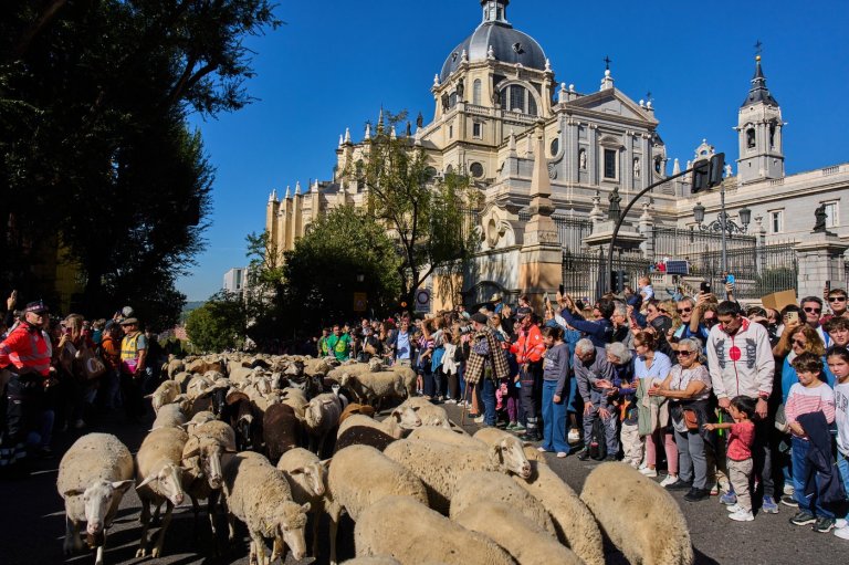 Madrid festival reroutes thousands of sheep to avoid housing protest camp | iNFOnews.ca