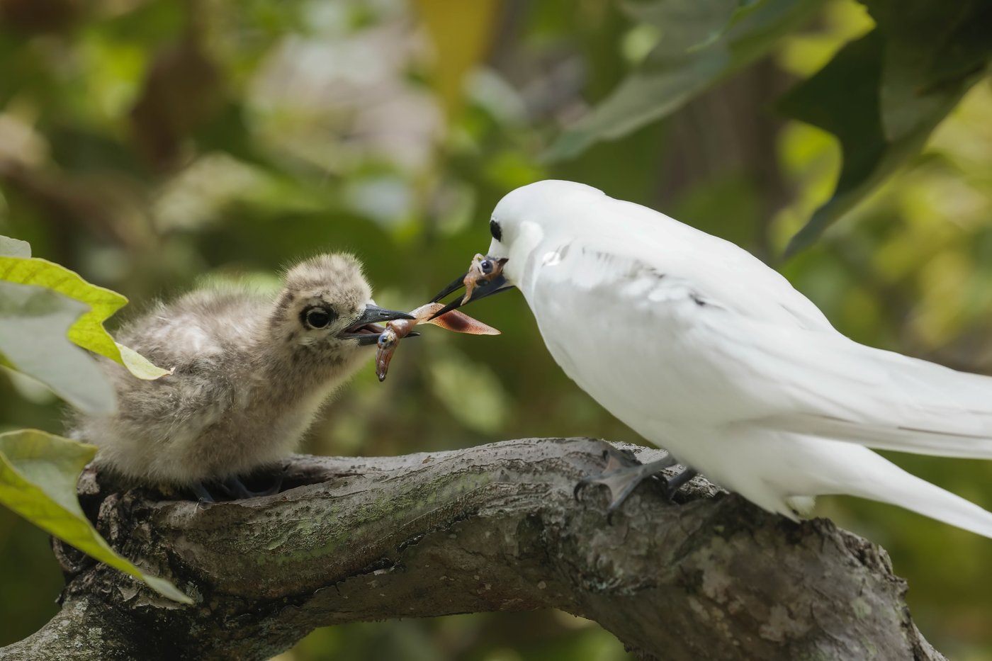 How a seabird native to Hawaii has adapted to life in Honolulu's concrete jungle | iNFOnews.ca How a seabird native to Hawaii has adapted to life in Honolulu's concrete jungle | iNFOnews.ca